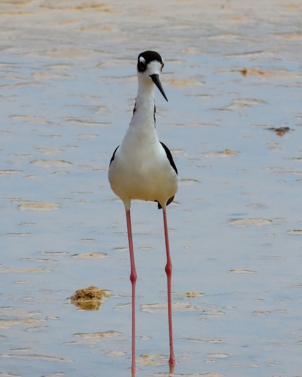 Black-necked Stilt - ML638698081