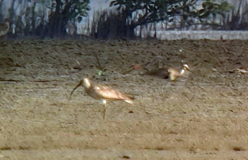 Eurasian Curlew - ML638698084