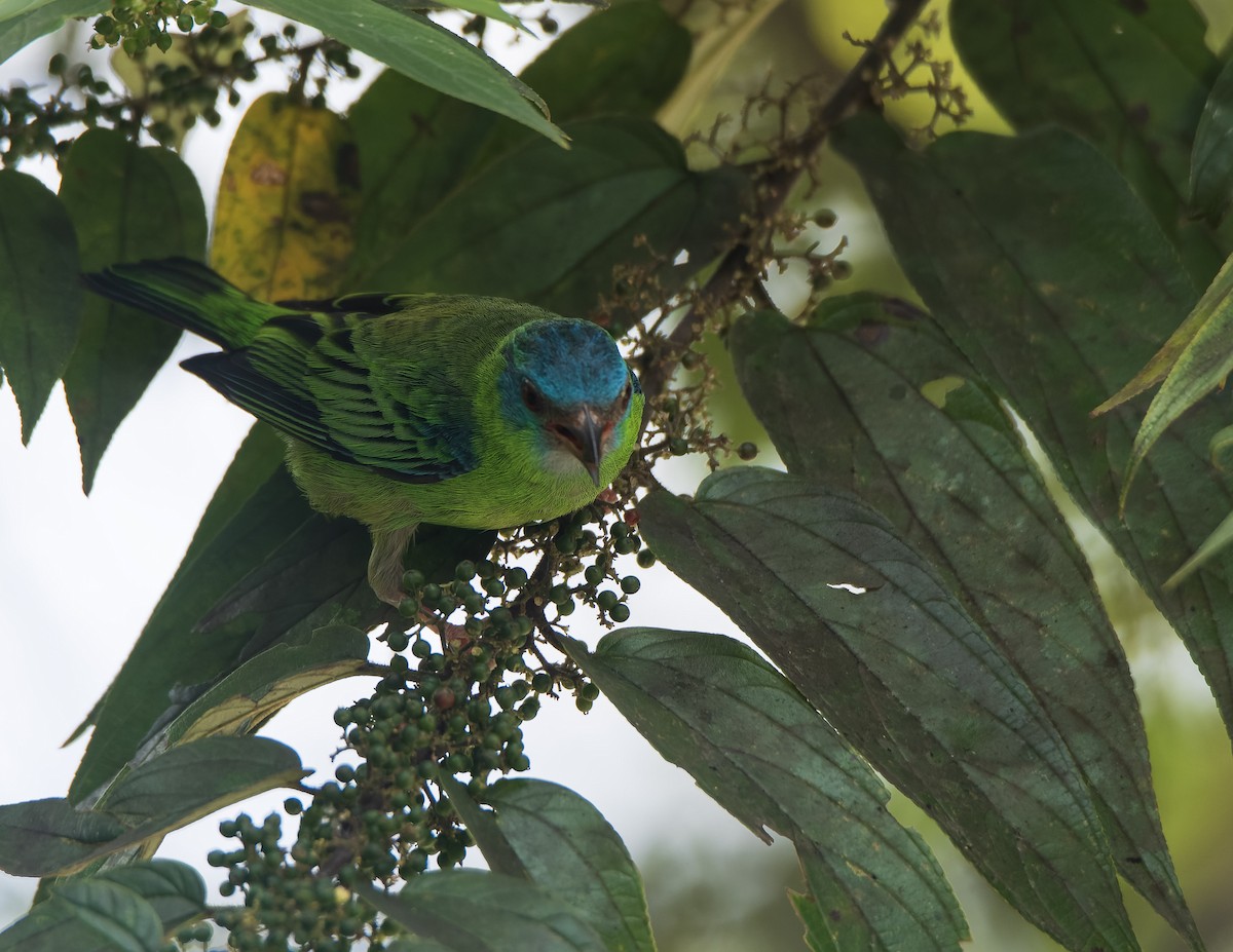 Blue Dacnis - ML638698086