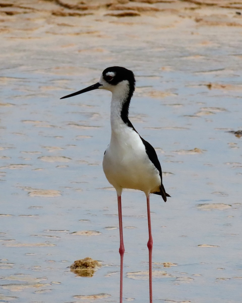 Black-necked Stilt - ML638698103