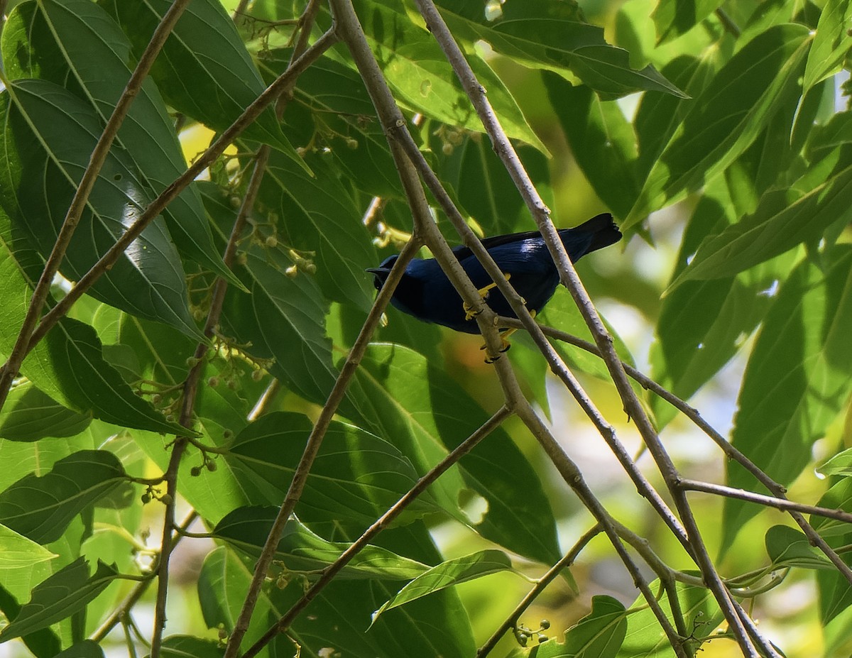 Shining Honeycreeper - ML638698109