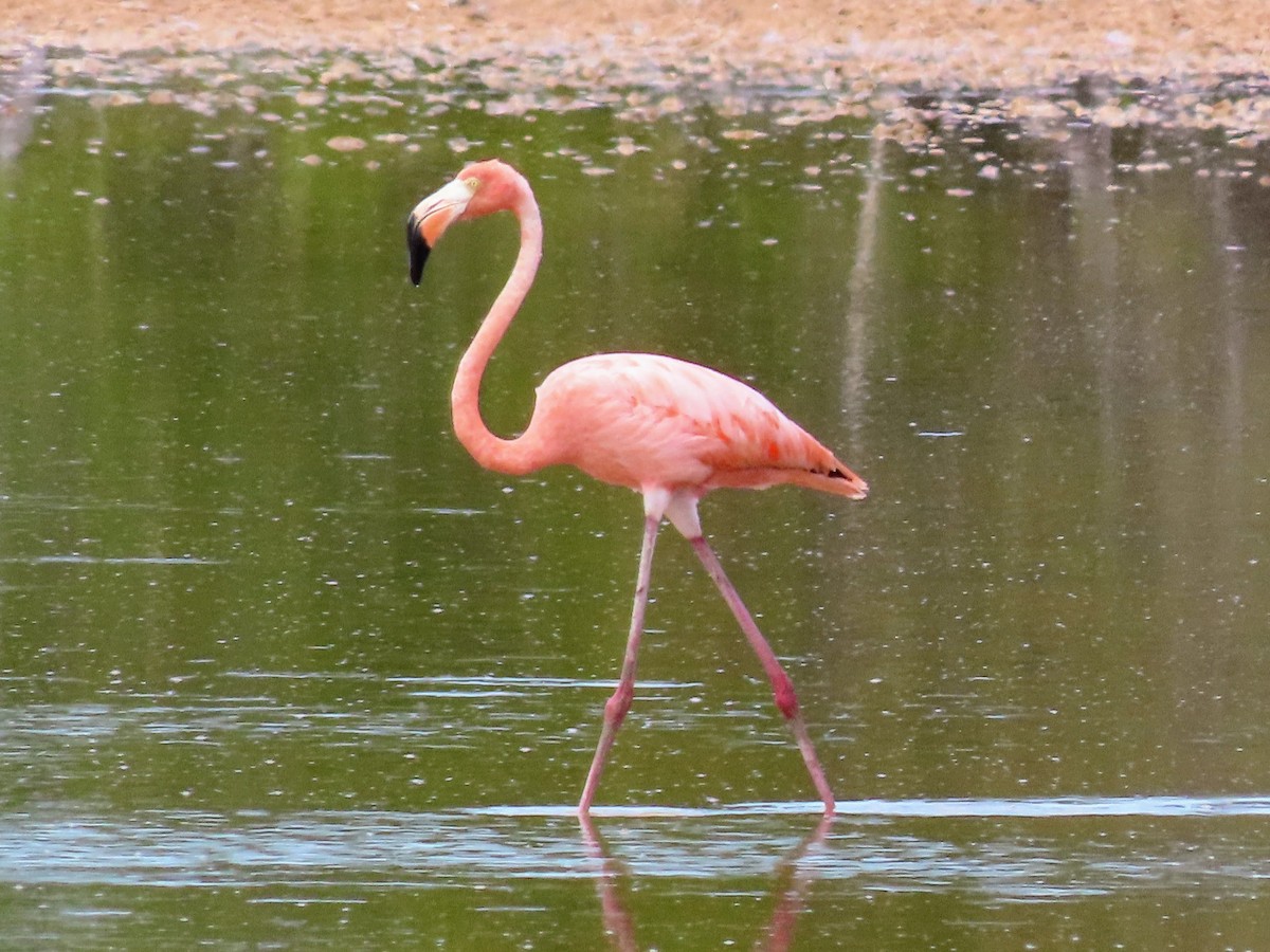 American Flamingo - ML638698141