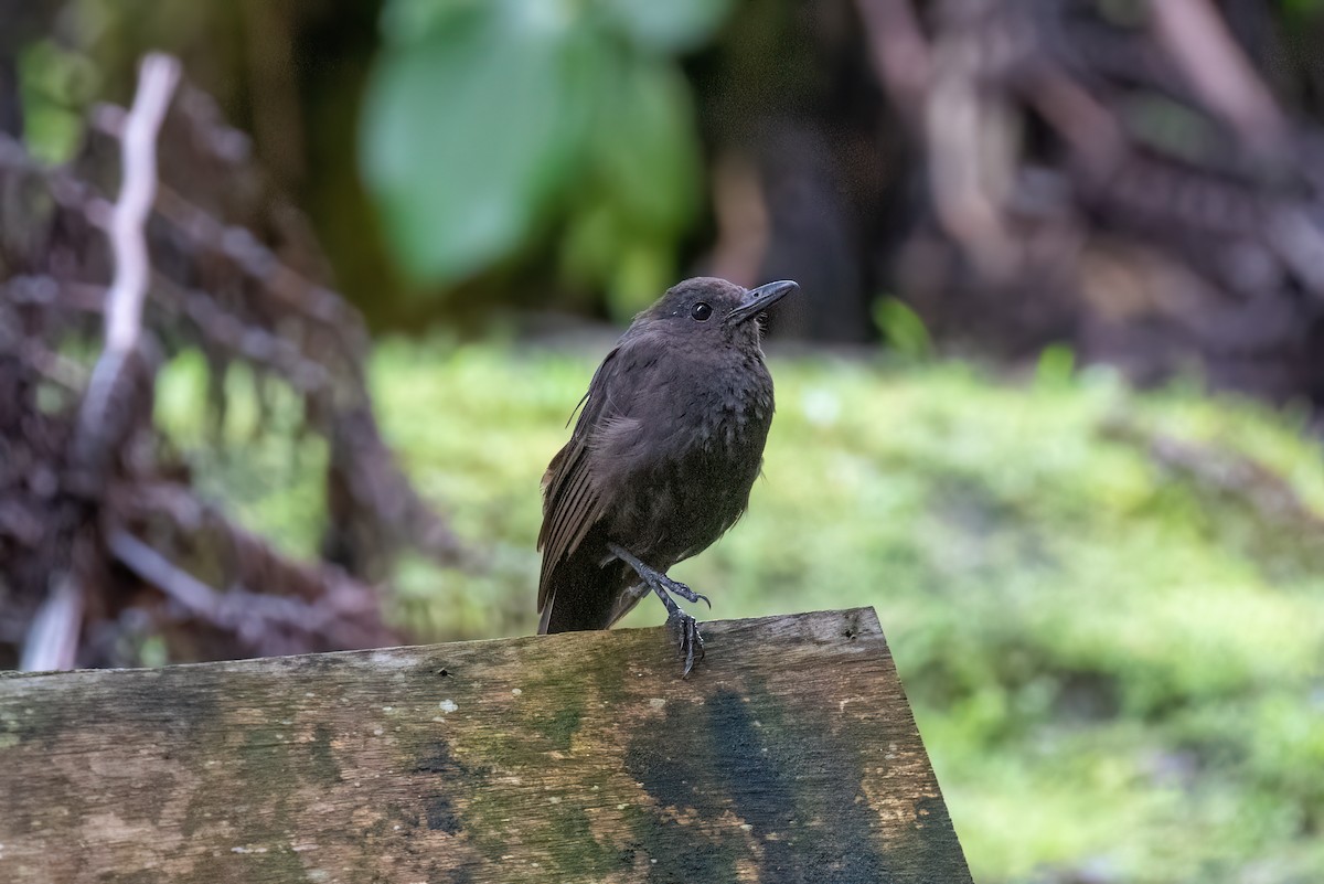 Bornean Whistling-Thrush - ML638698146