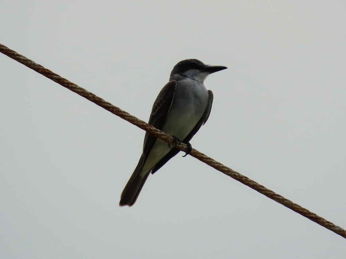 Gray Kingbird - ML638698158