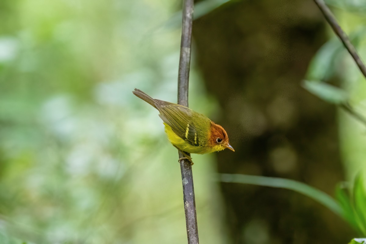 Yellow-breasted Warbler - ML638698159