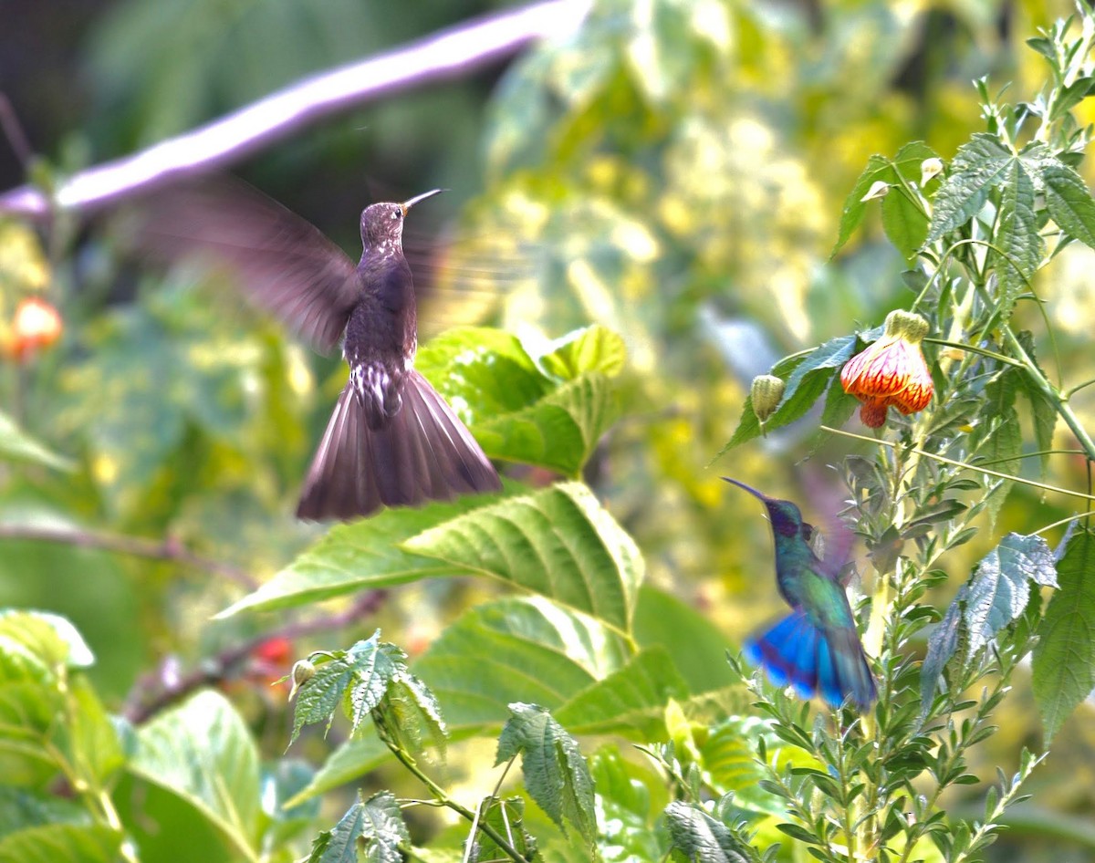 Riesenkolibri - ML638698170