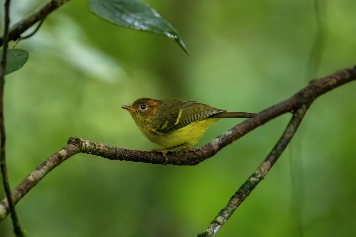Yellow-breasted Warbler - ML638698187