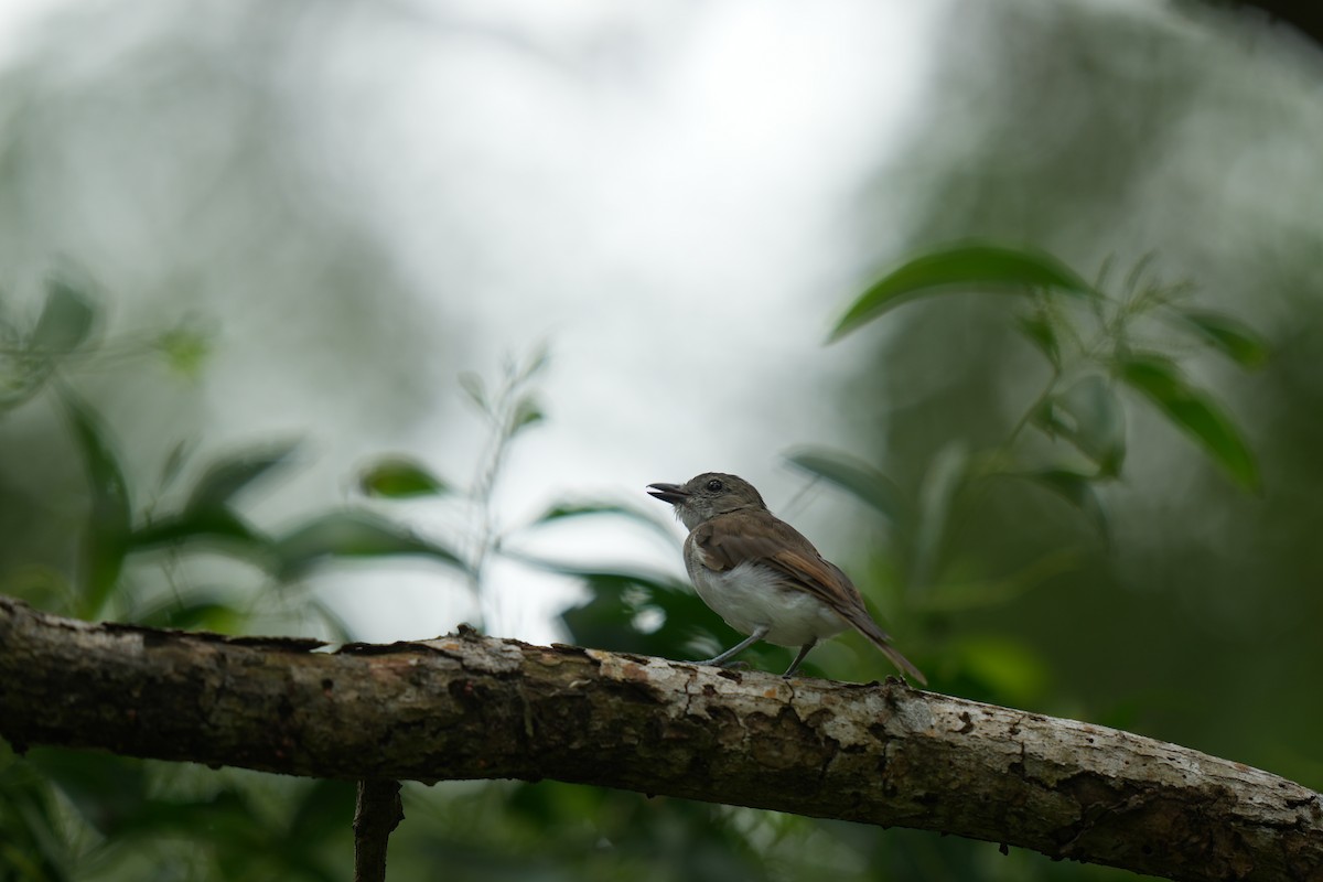 Mangrove Whistler - ML638698201