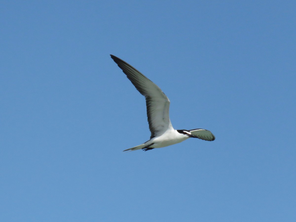 Bridled Tern - John van Dort