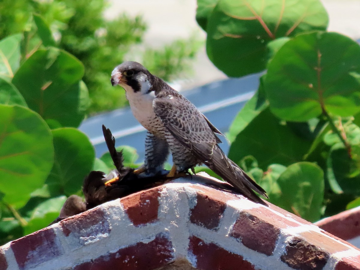 Peregrine Falcon - ML638698245