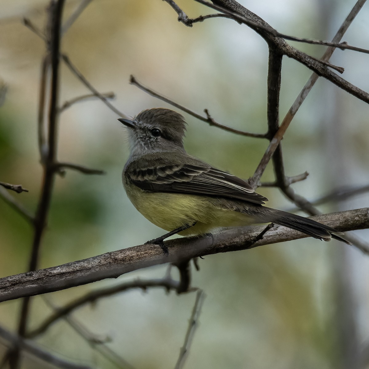 Northern Scrub-Flycatcher - ML638698302