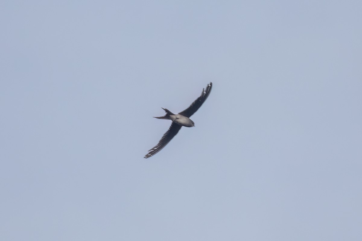 Gray-rumped Treeswift - ML638698303
