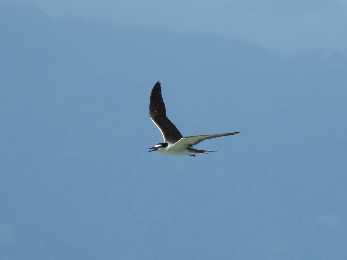 Bridled Tern - ML63869831