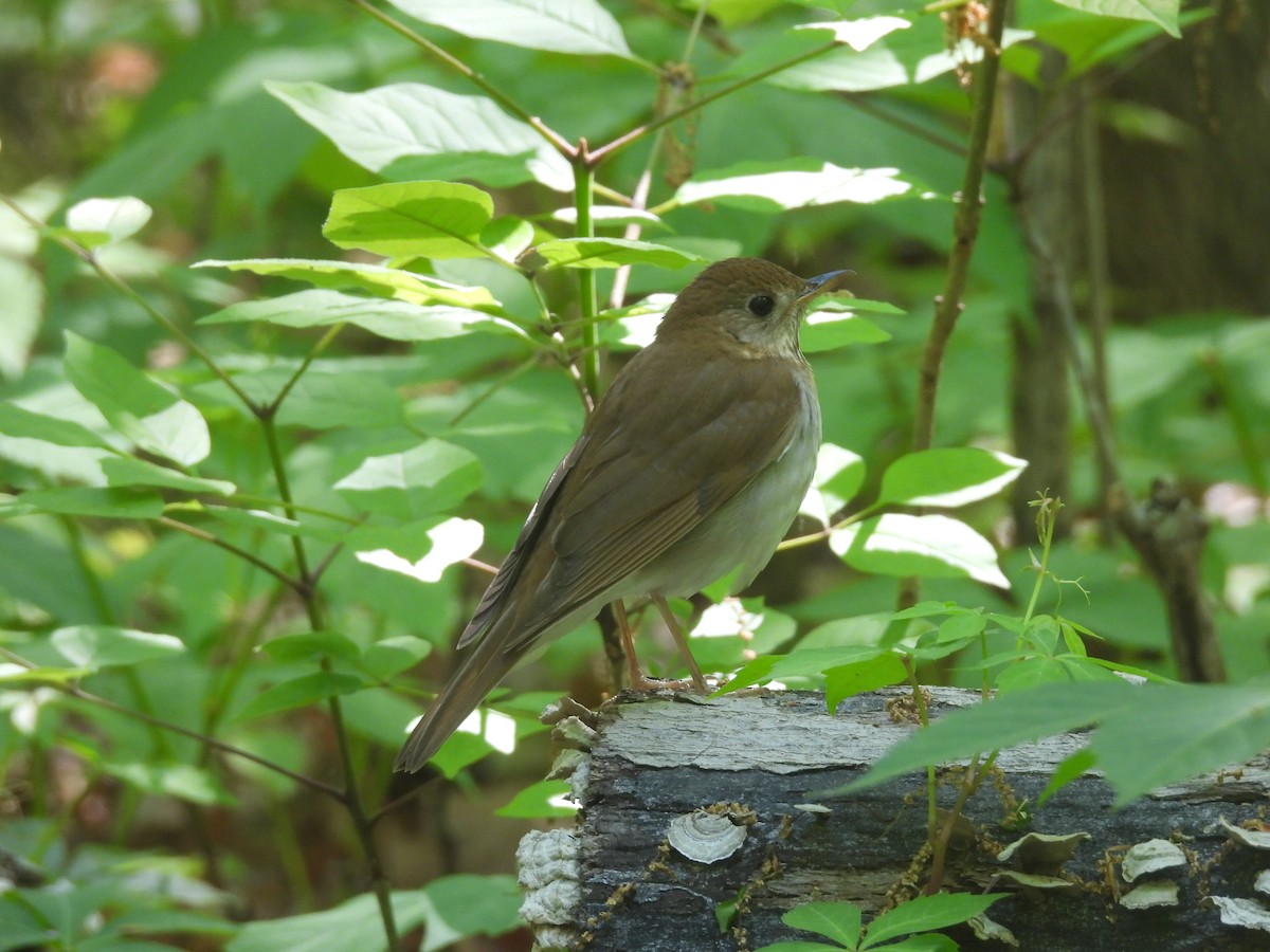 Veery - ML638698321