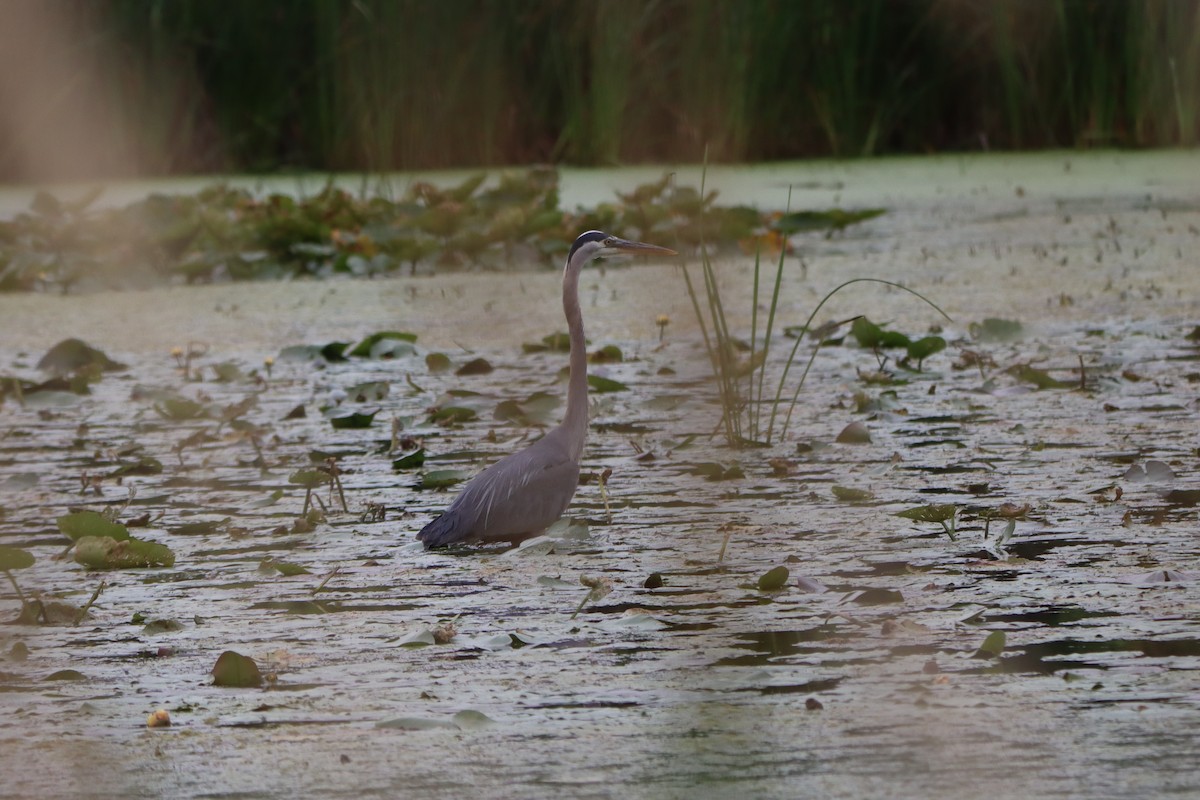 Great Blue Heron - ML638698323