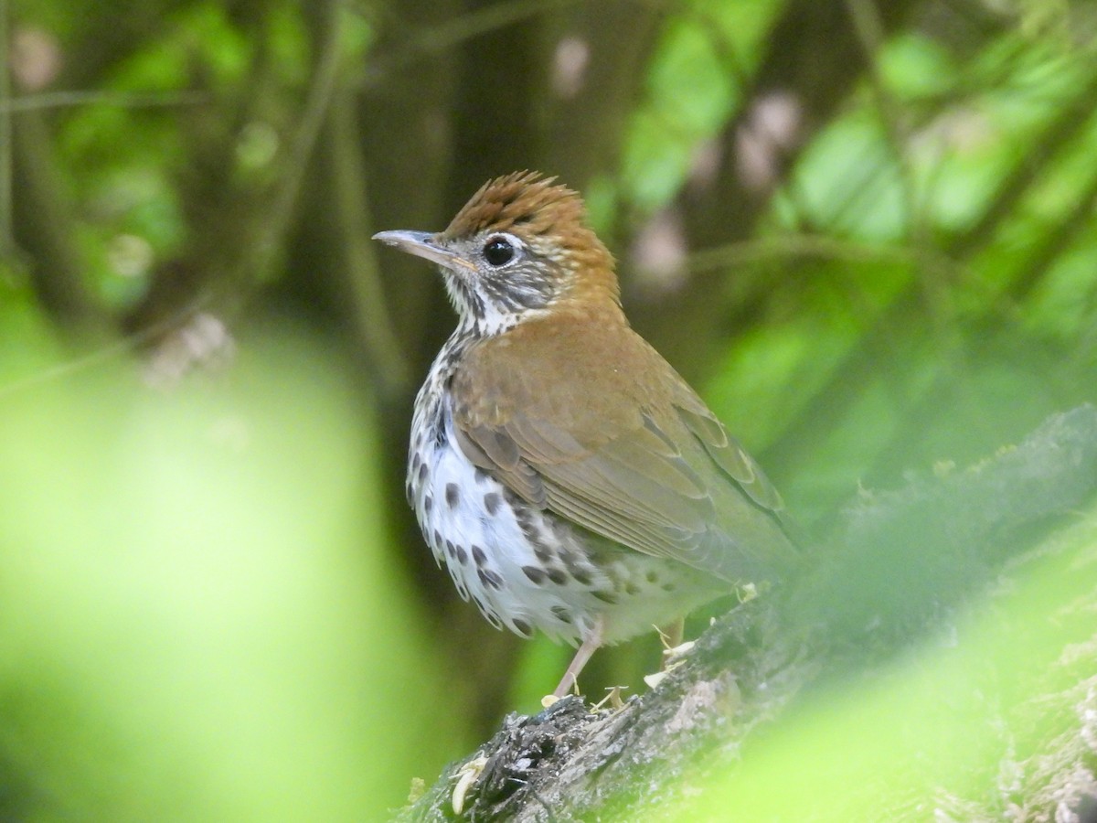 Wood Thrush - ML638698327