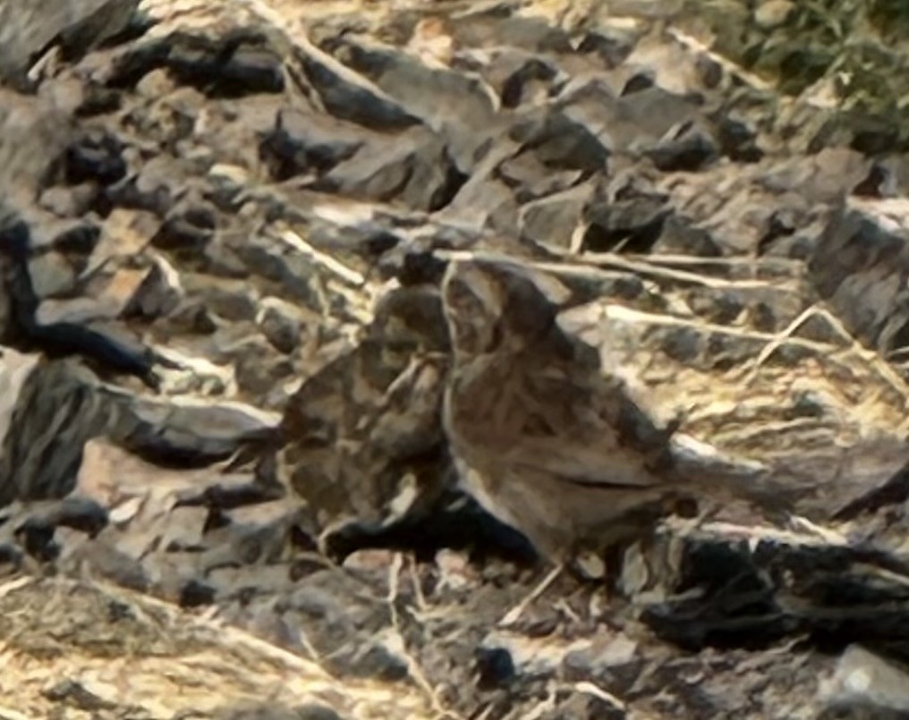 Song Sparrow - ML638698338