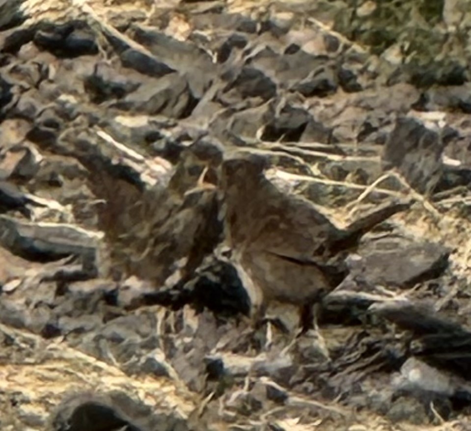 Song Sparrow - ML638698339