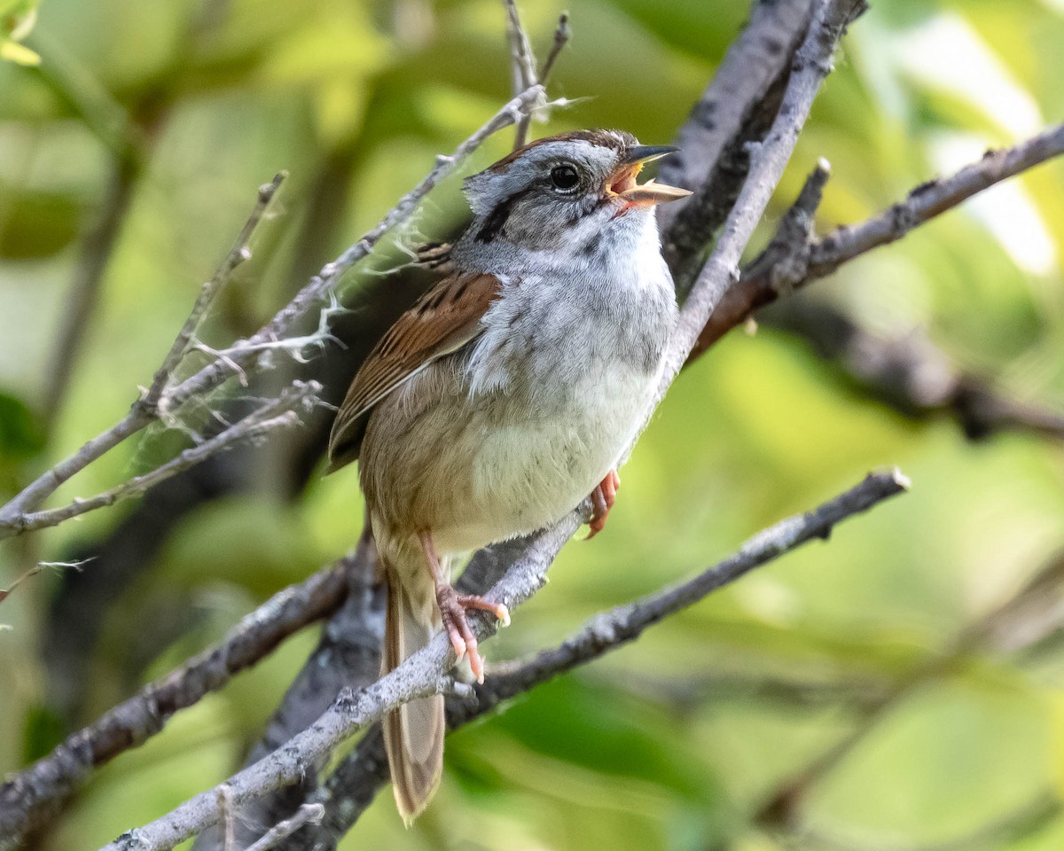 Swamp Sparrow - ML638698416