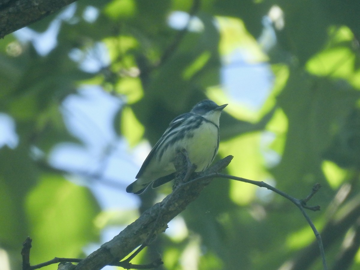 Cerulean Warbler - ML638698428