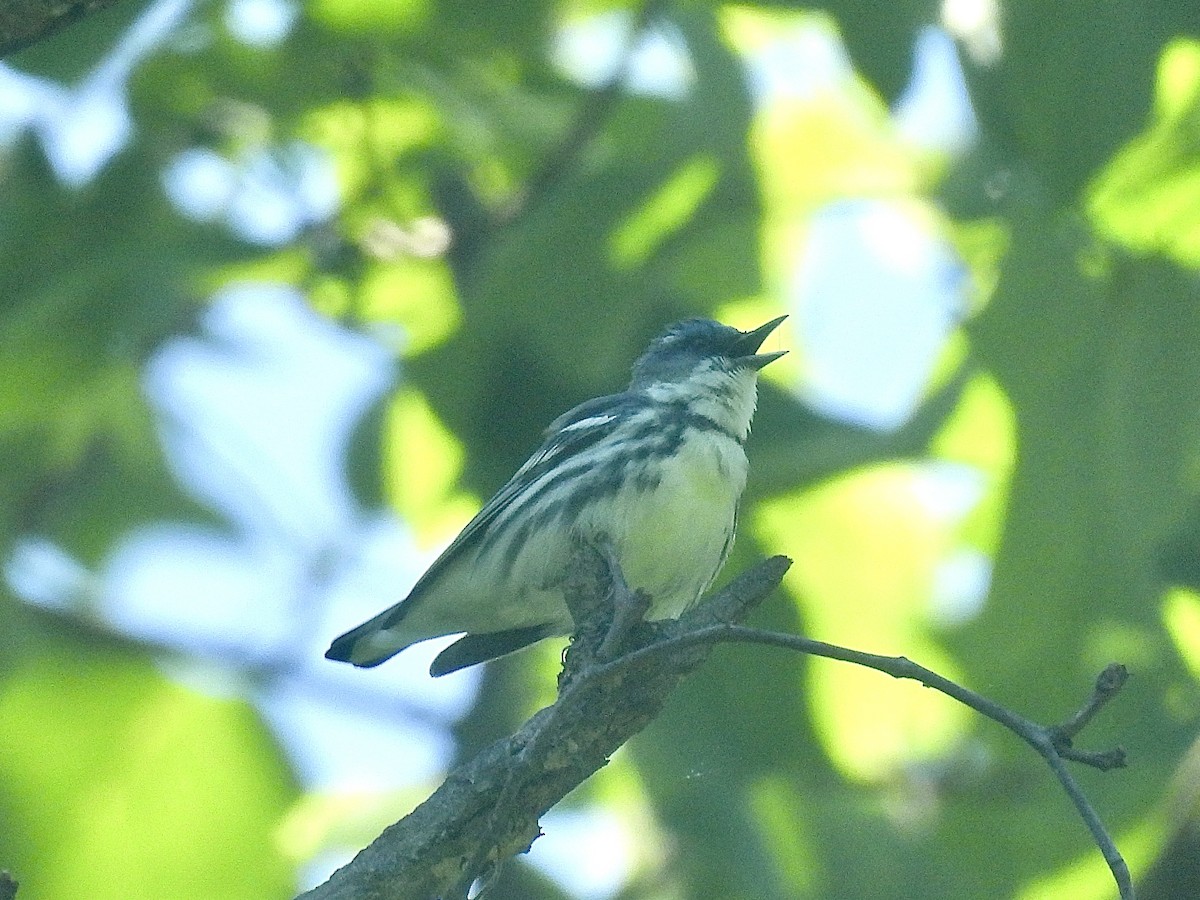Cerulean Warbler - ML638698429