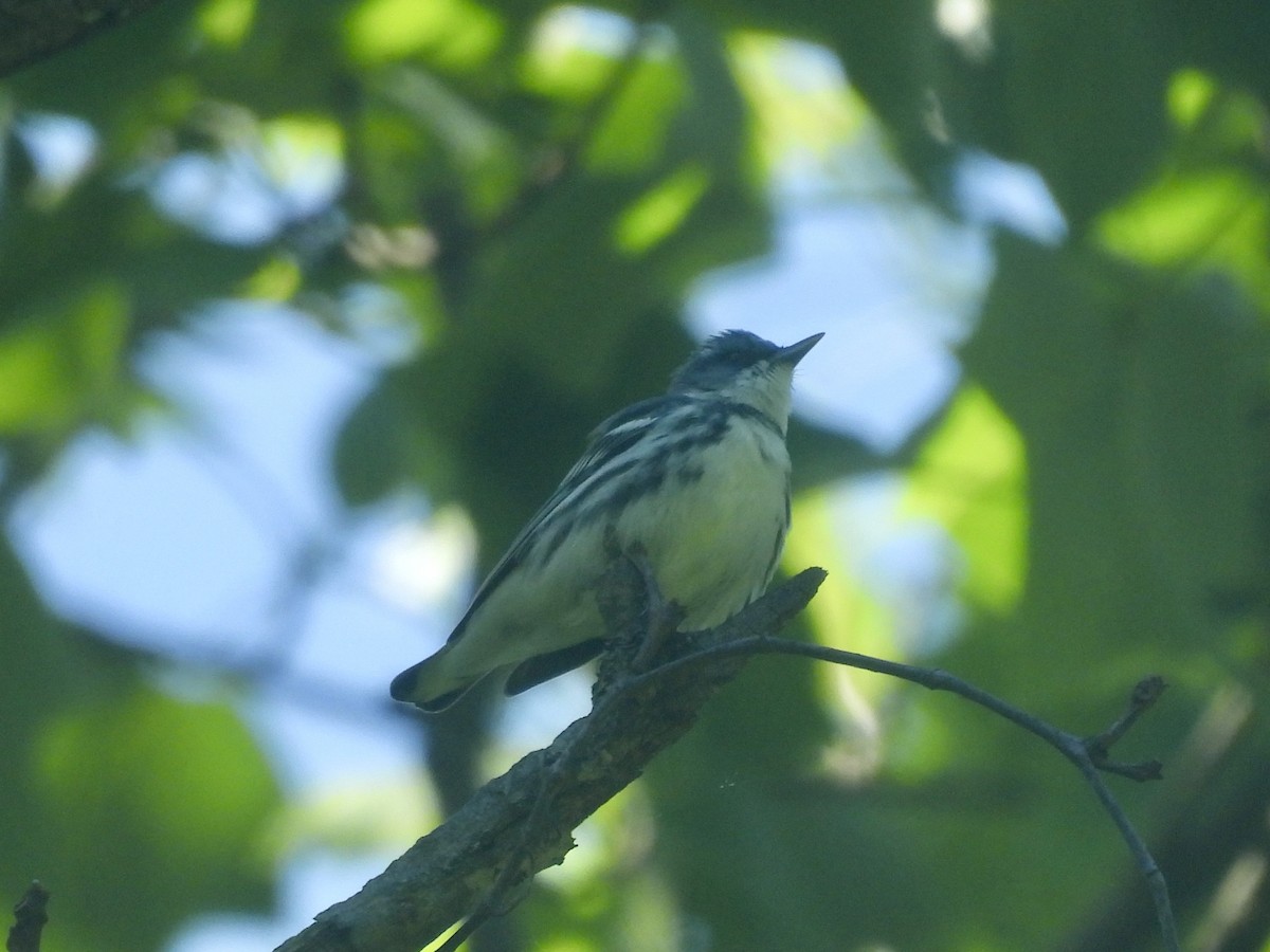 Cerulean Warbler - ML638698430