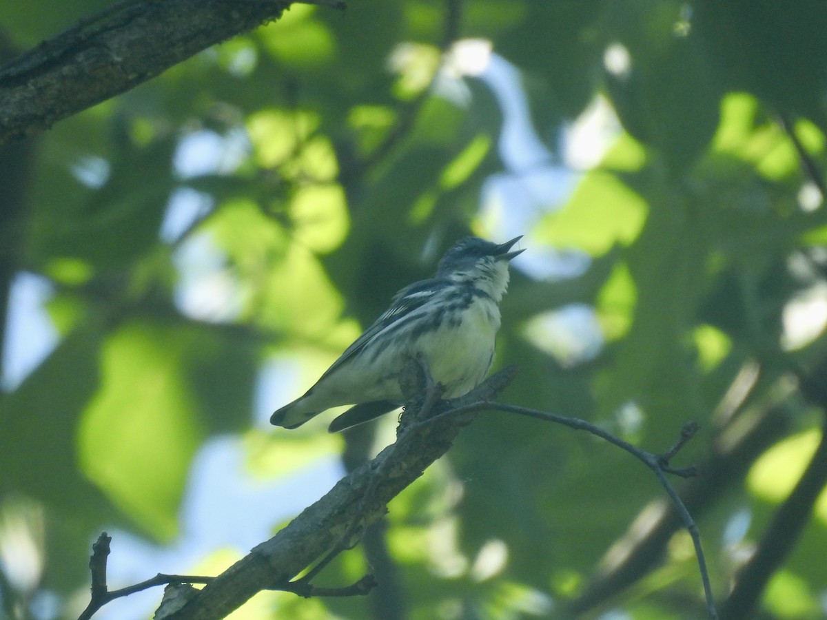 Cerulean Warbler - ML638698431