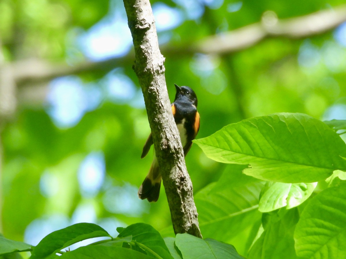 American Redstart - ML638698437