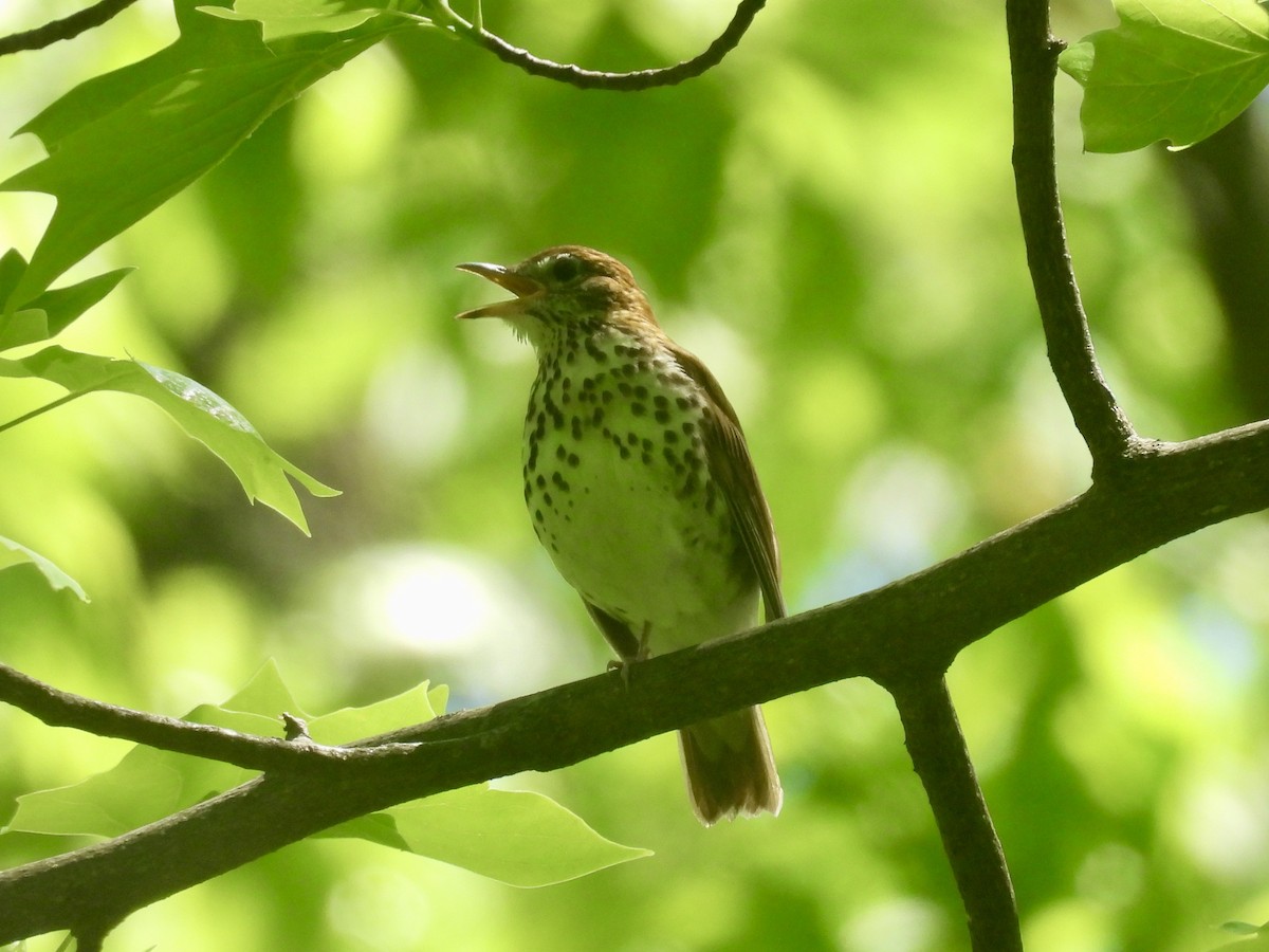 Wood Thrush - ML638698441