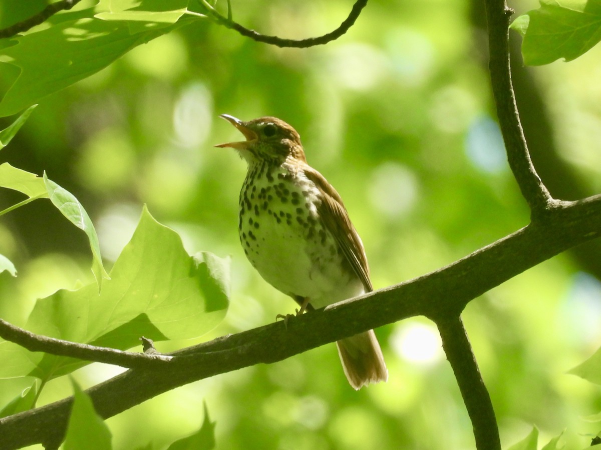 Wood Thrush - ML638698442