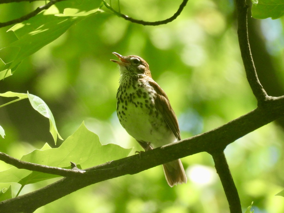 Wood Thrush - ML638698443