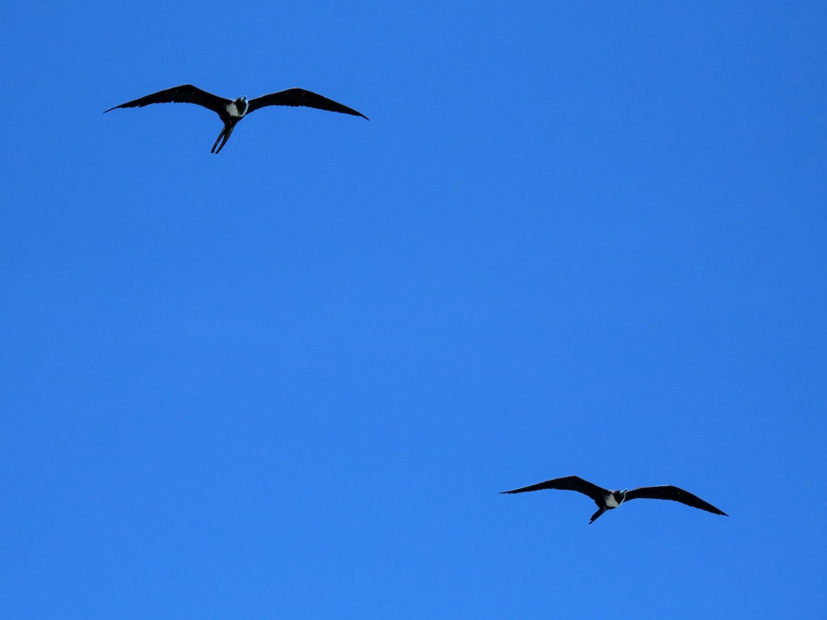Magnificent Frigatebird - ML638698453