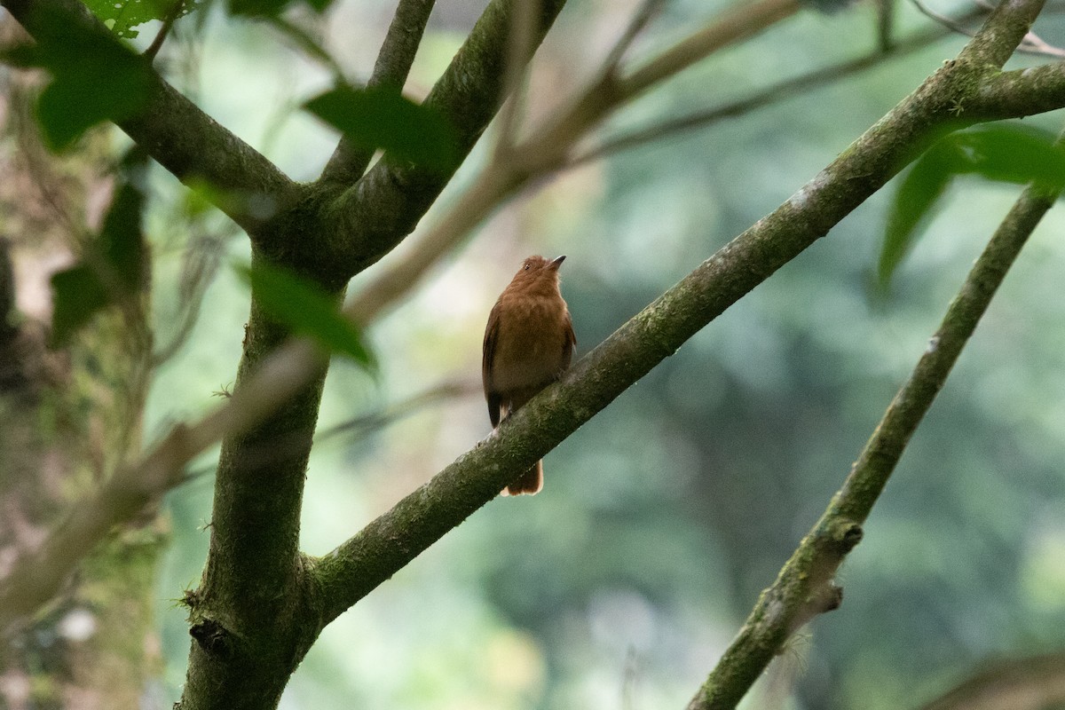 Rufous Mourner - ML638698466