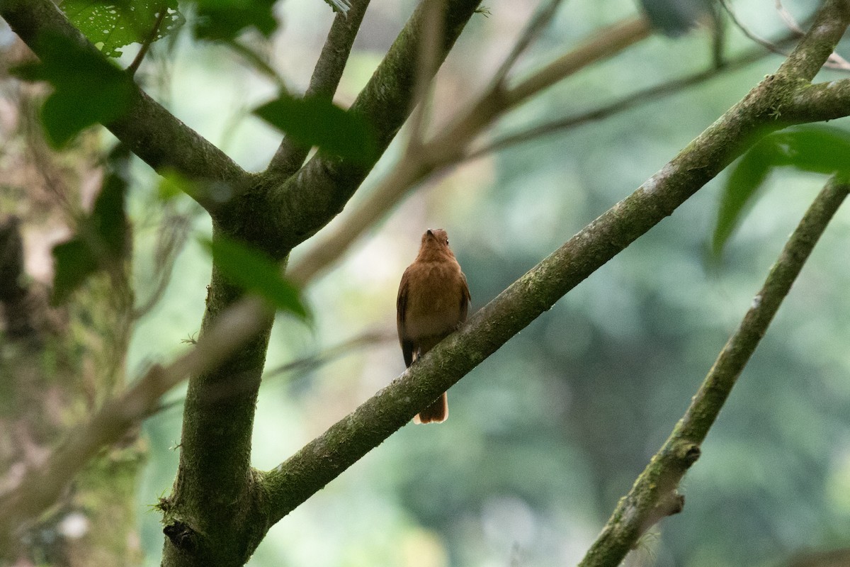Rufous Mourner - ML638698467