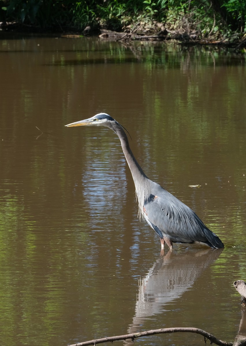 Great Blue Heron - ML638698470