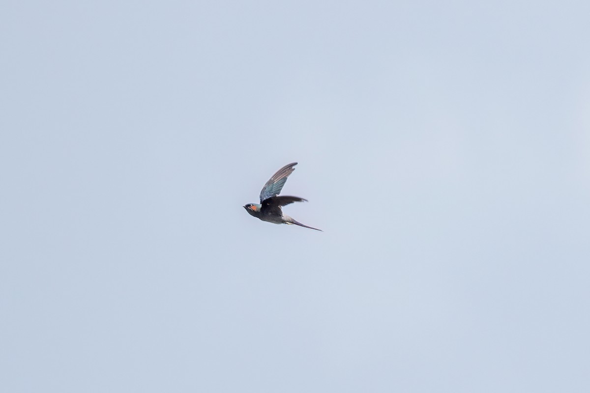Gray-rumped Treeswift - ML638698472