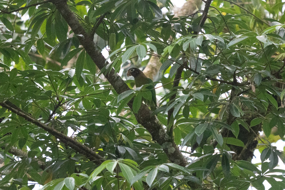 Brown-hooded Parrot - ML638698487