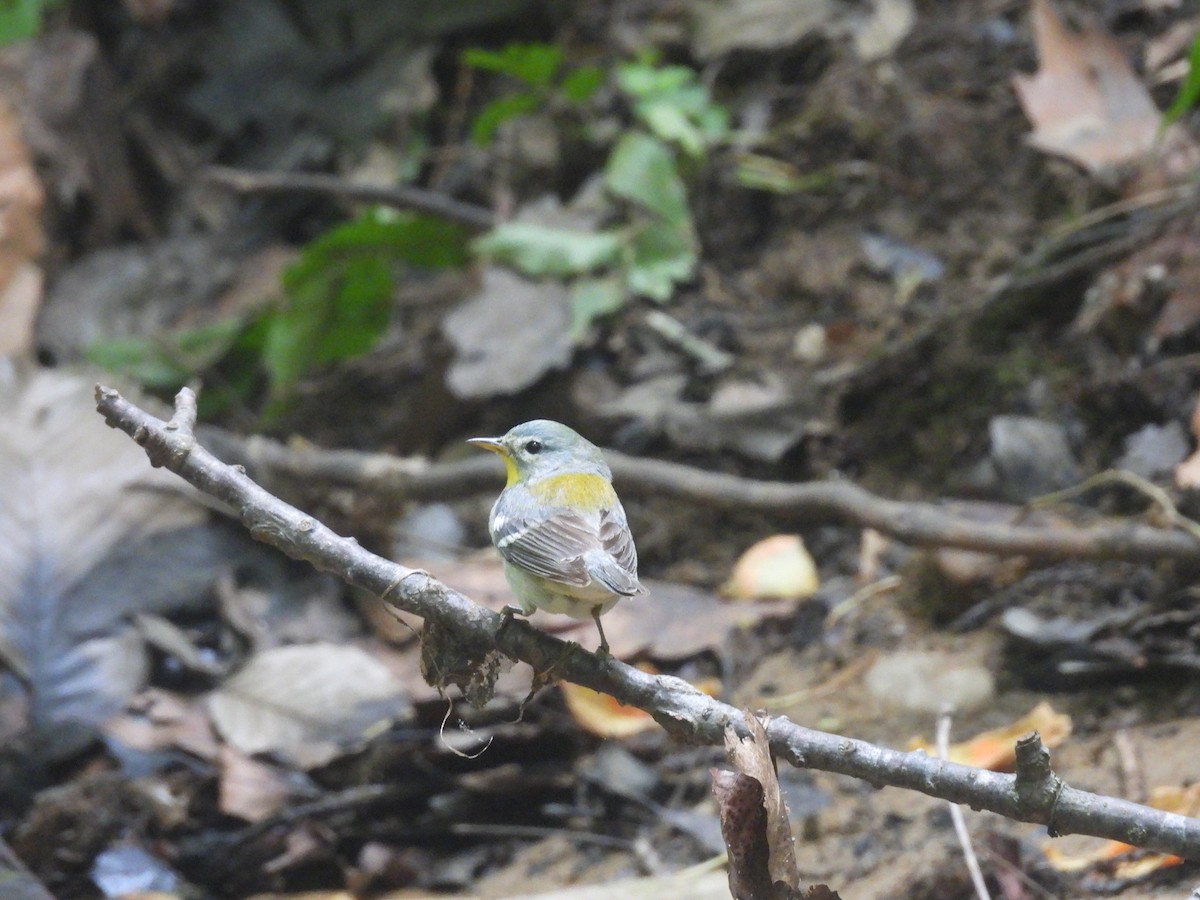 Northern Parula - ML638698494