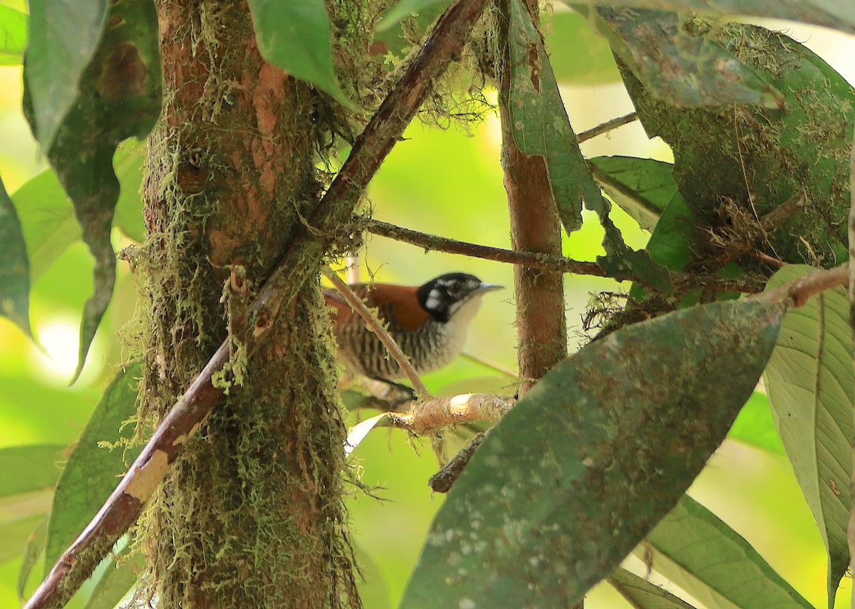 Bay Wren (South American) - ML638698495