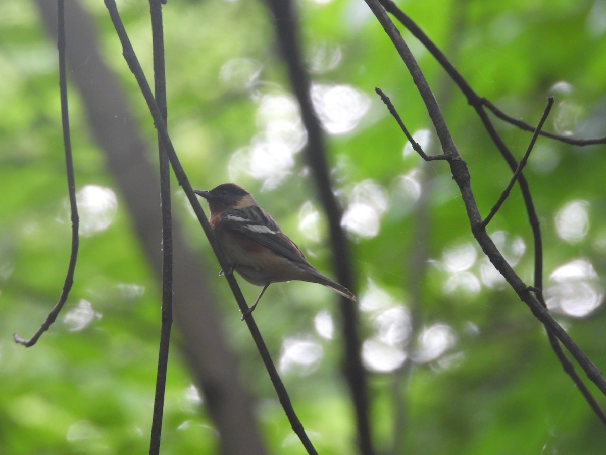Bay-breasted Warbler - ML638698506