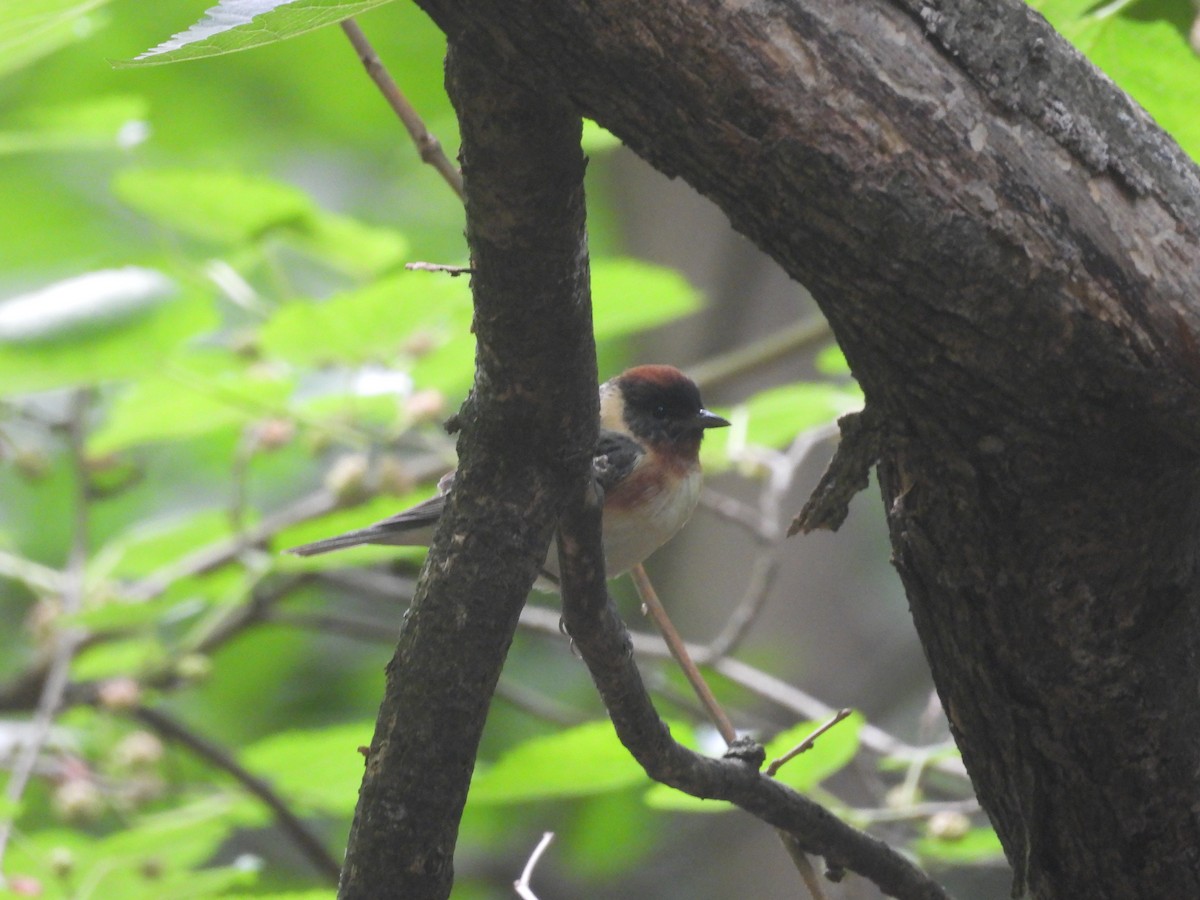 Bay-breasted Warbler - ML638698507