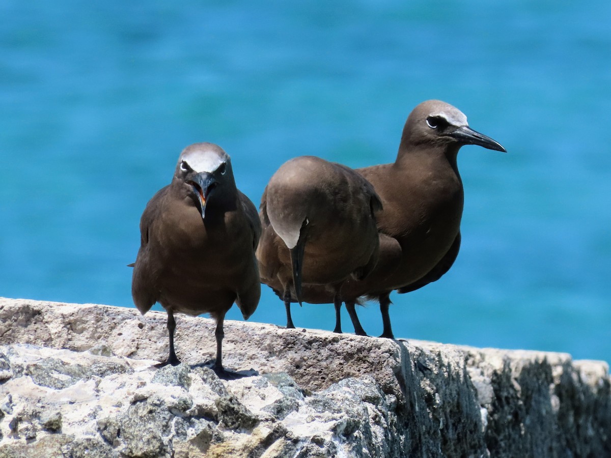 Brown Noddy - ML638698509