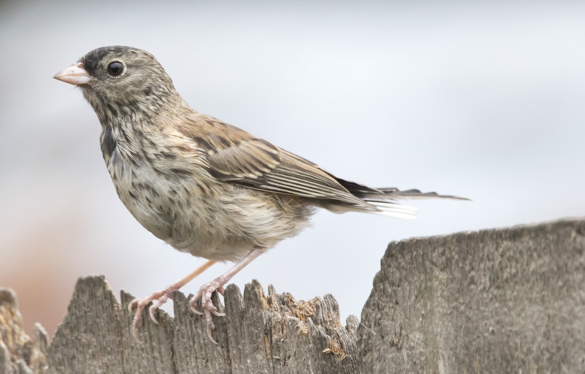Dark-eyed Junco (Oregon) - ML638698514