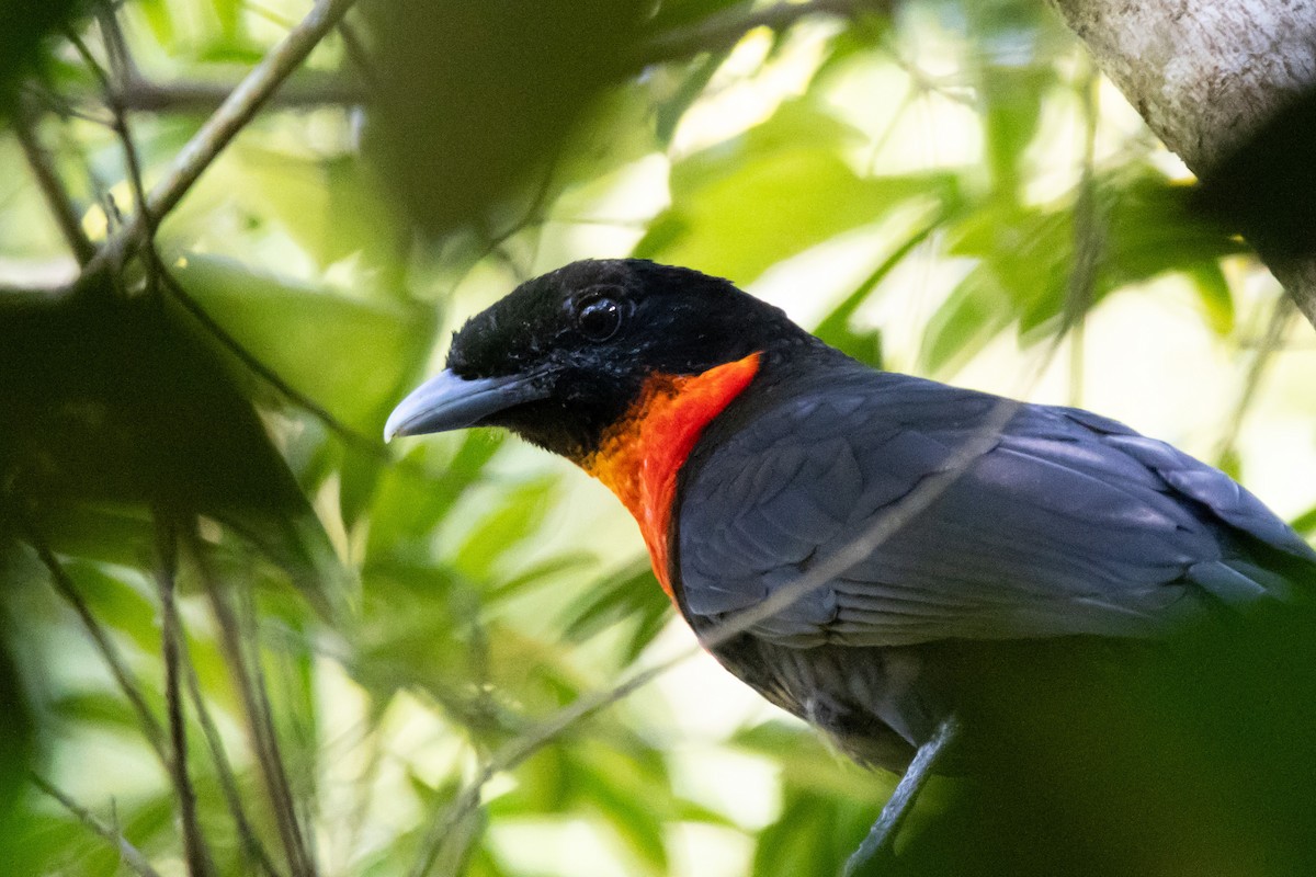 Red-ruffed Fruitcrow - ML638698516