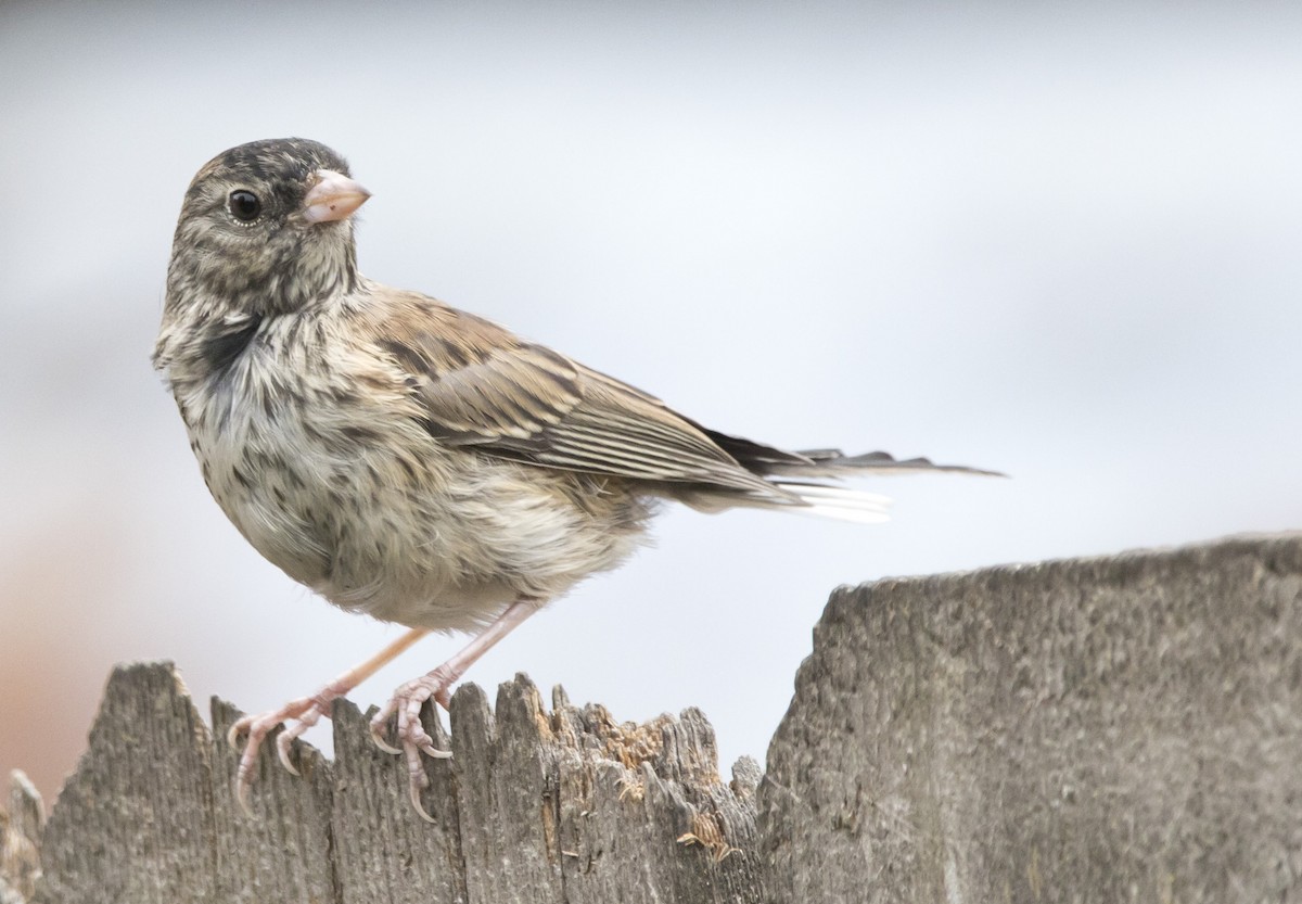 Dark-eyed Junco (Oregon) - ML638698517