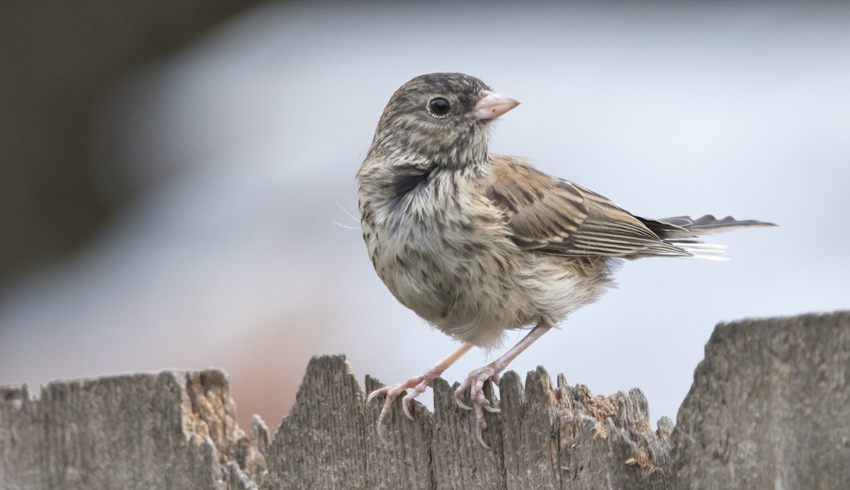 Dark-eyed Junco (Oregon) - ML638698520