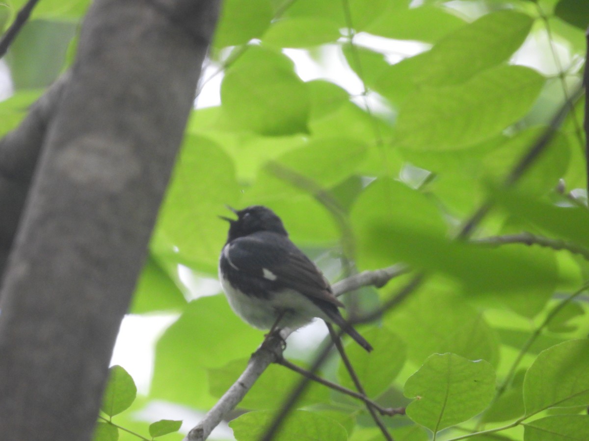 Black-throated Blue Warbler - ML638698521