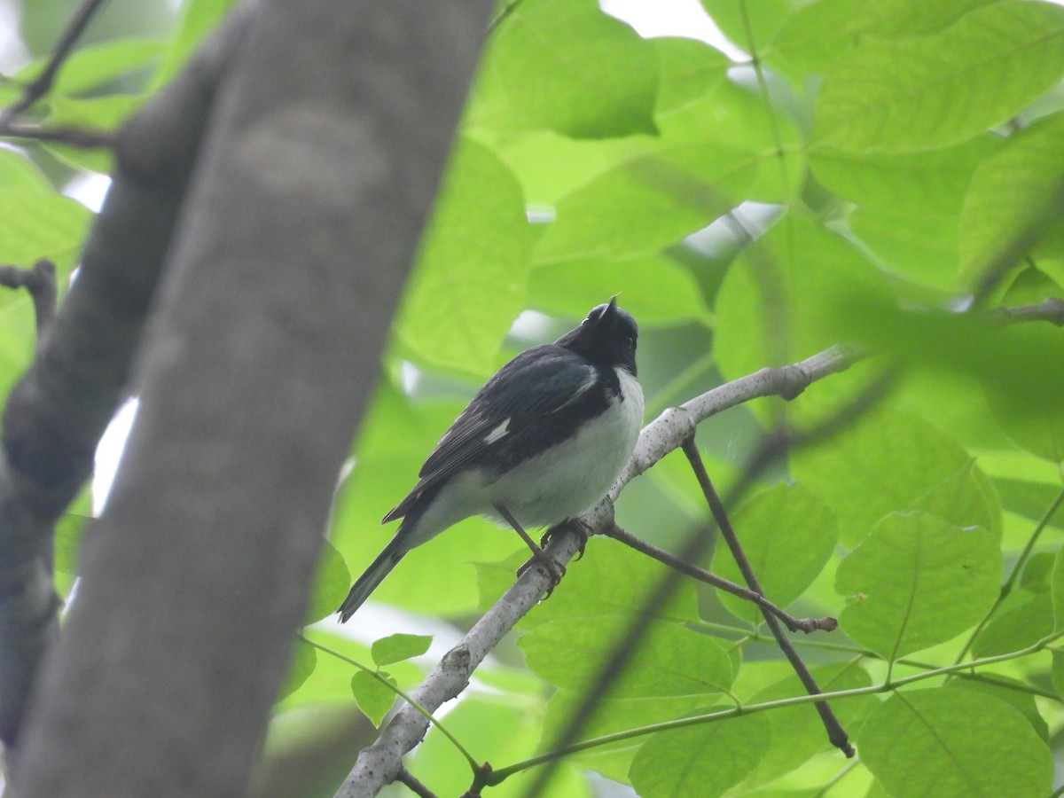 Black-throated Blue Warbler - ML638698522