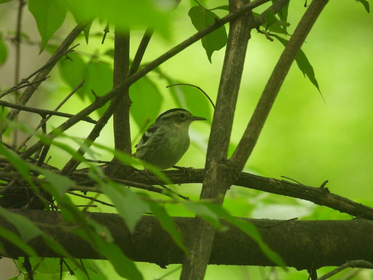 Black-and-white Warbler - ML638698539