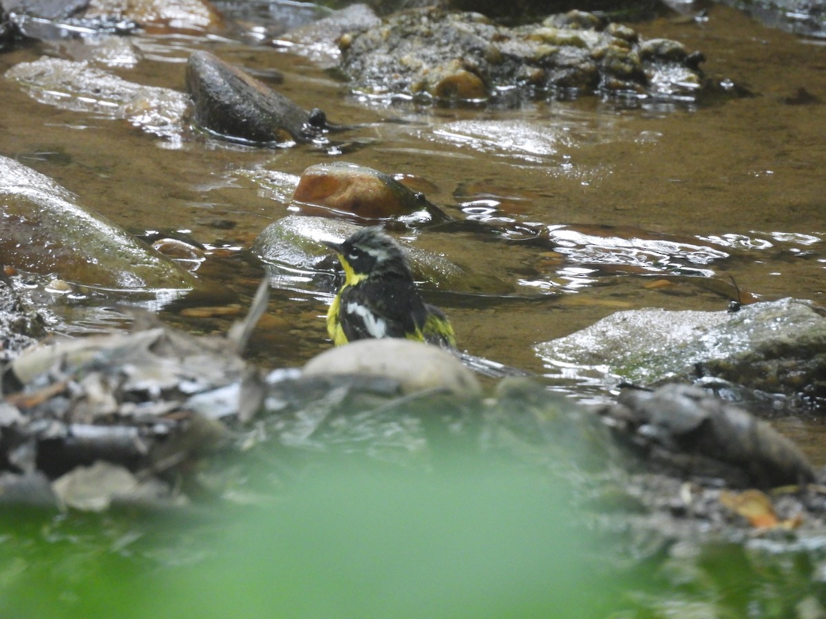 Magnolia Warbler - ML638698546